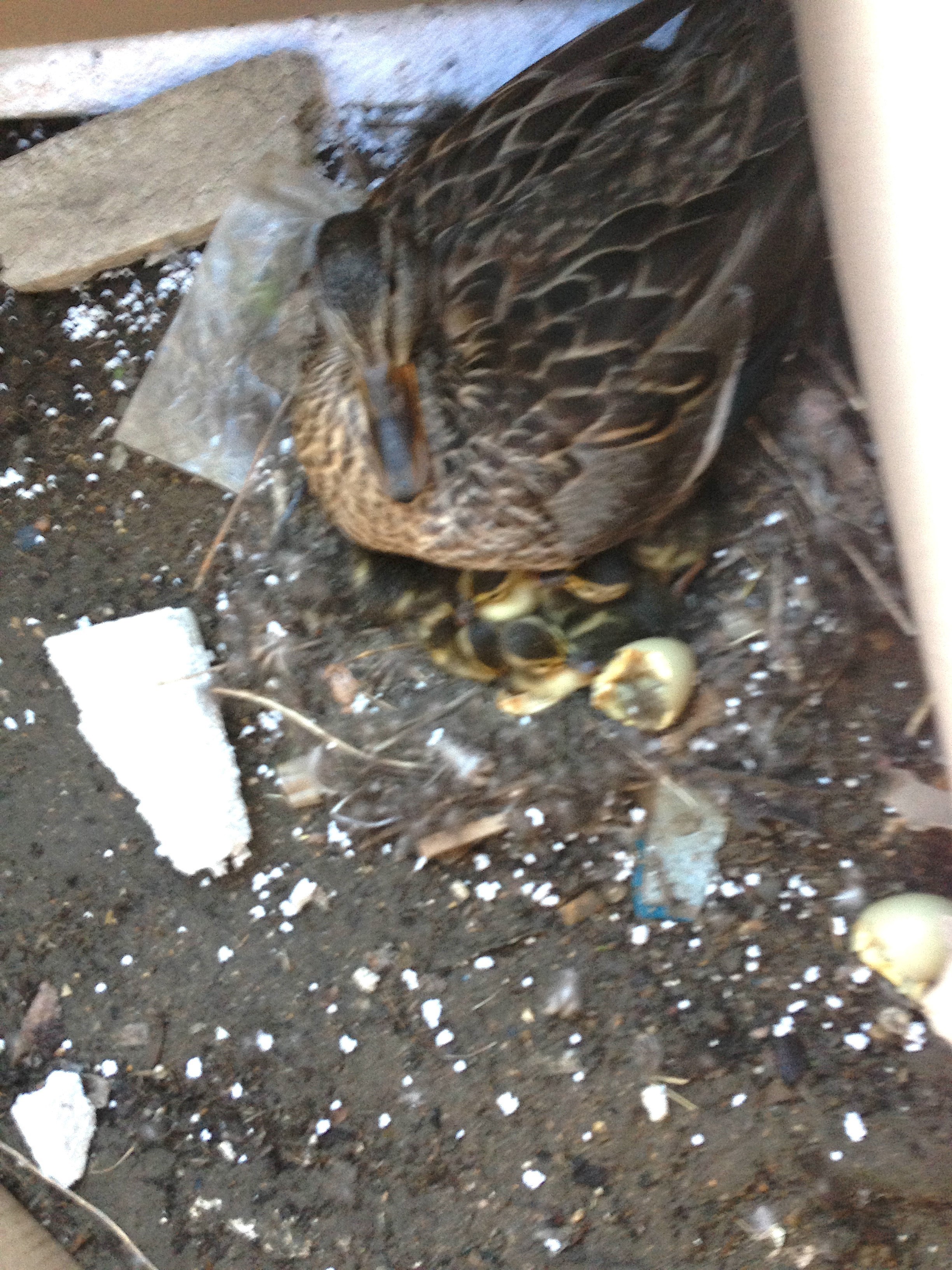 Ducklings Nesting 1