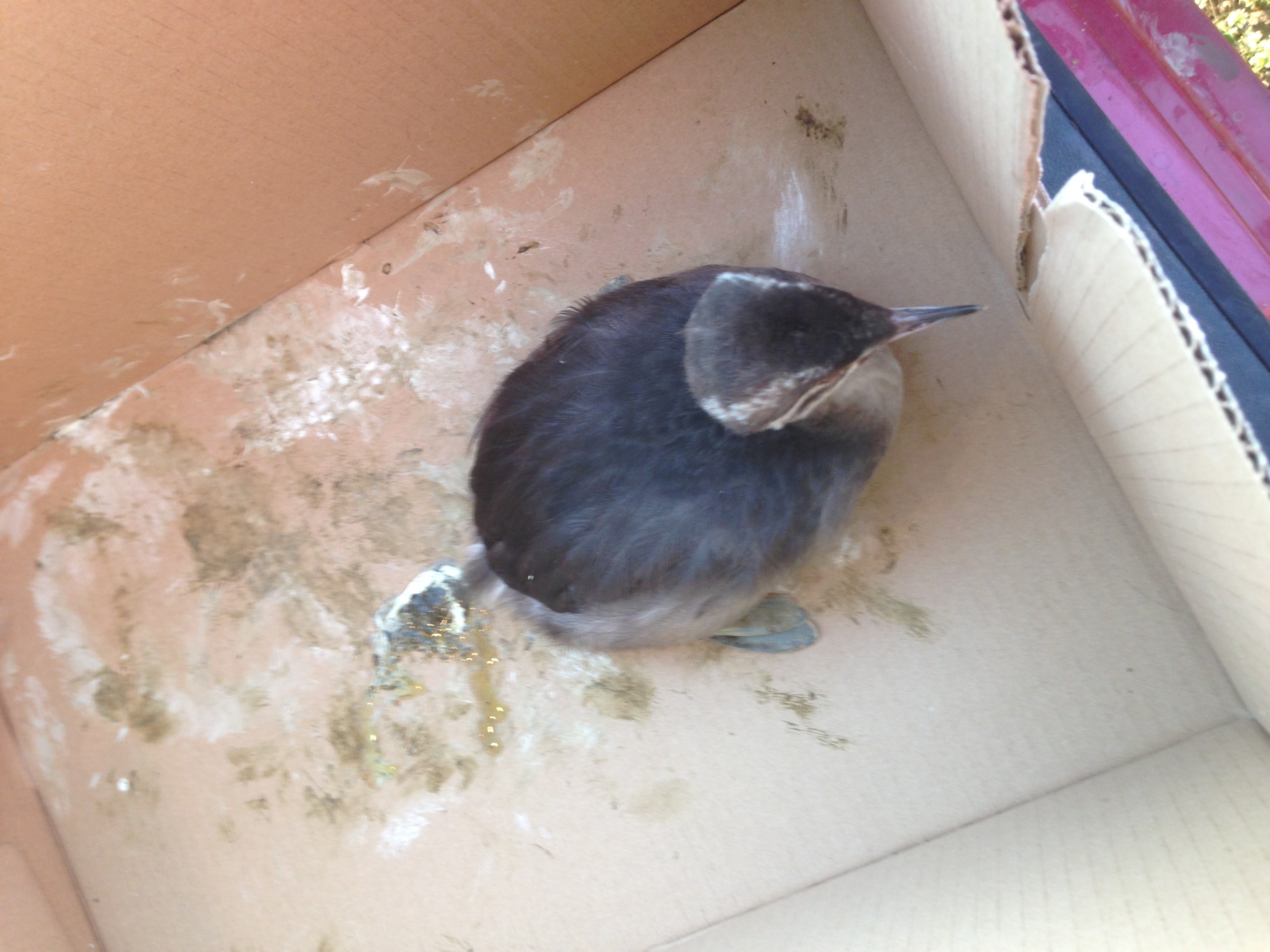 Grebe