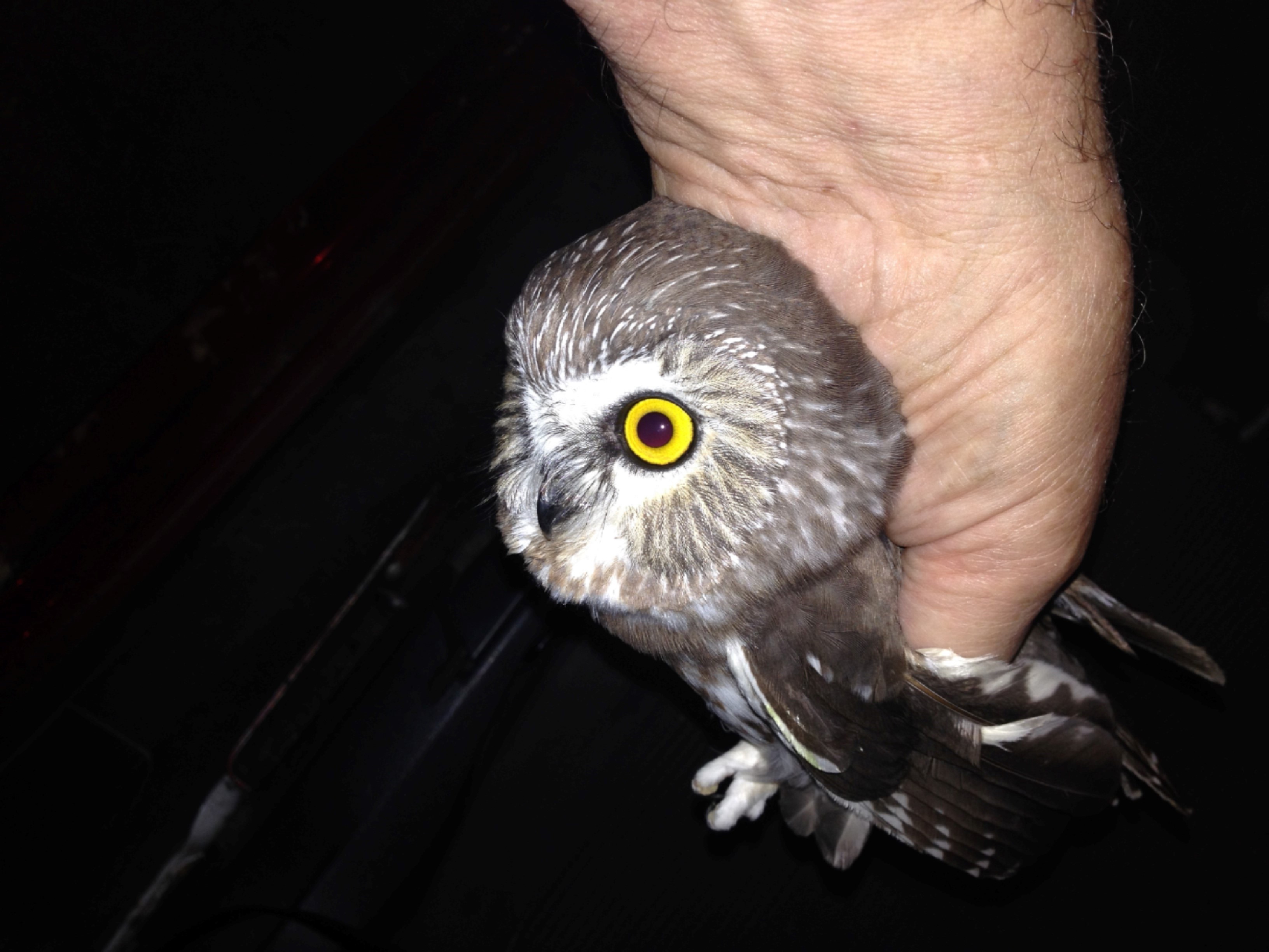 Small owl