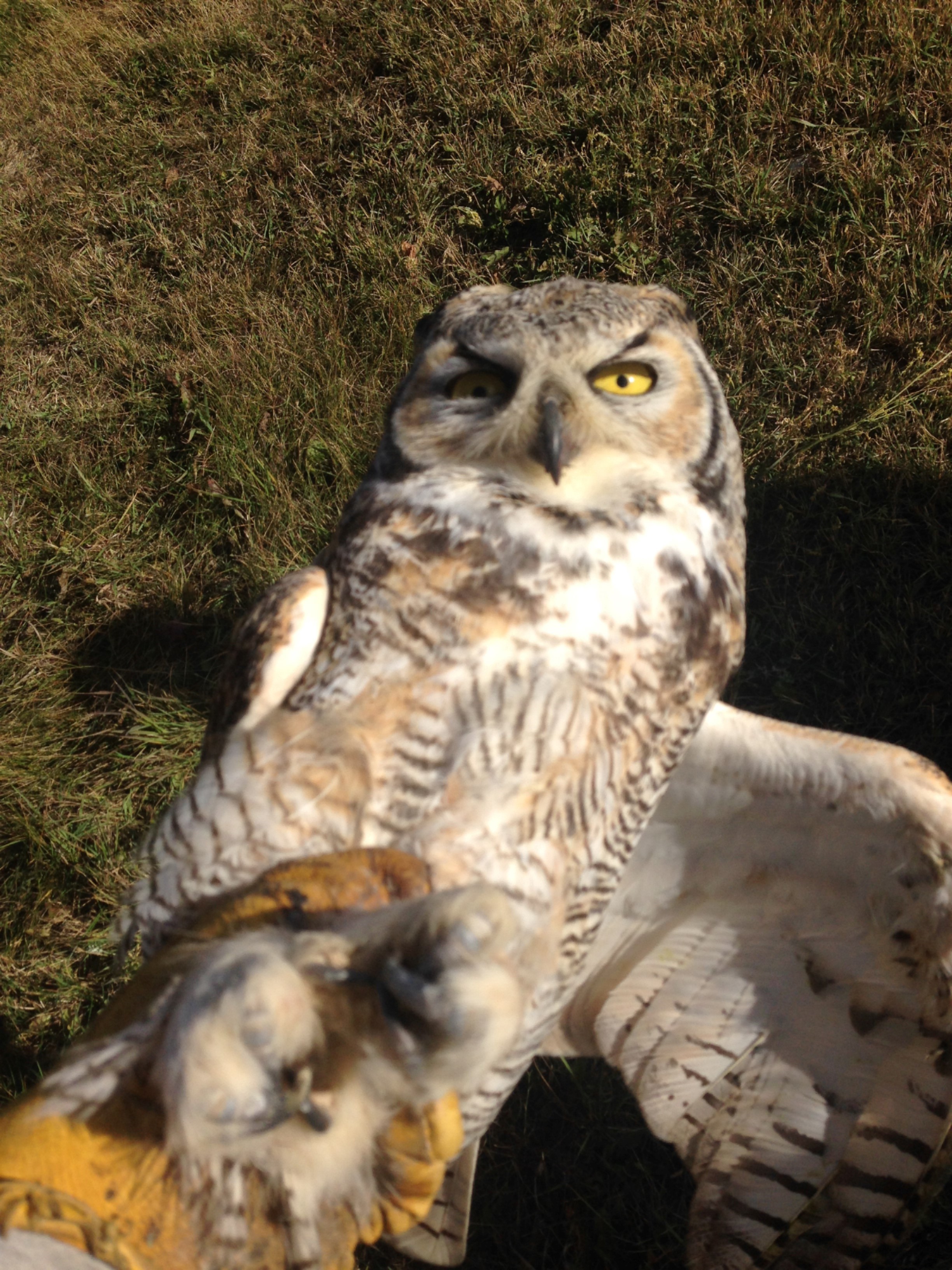 Great Horned Owl 2