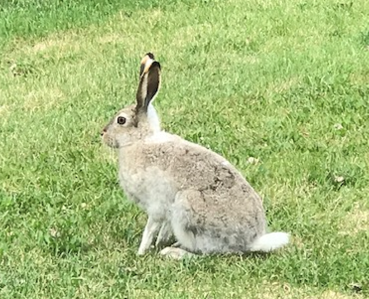 Jack Rabbit