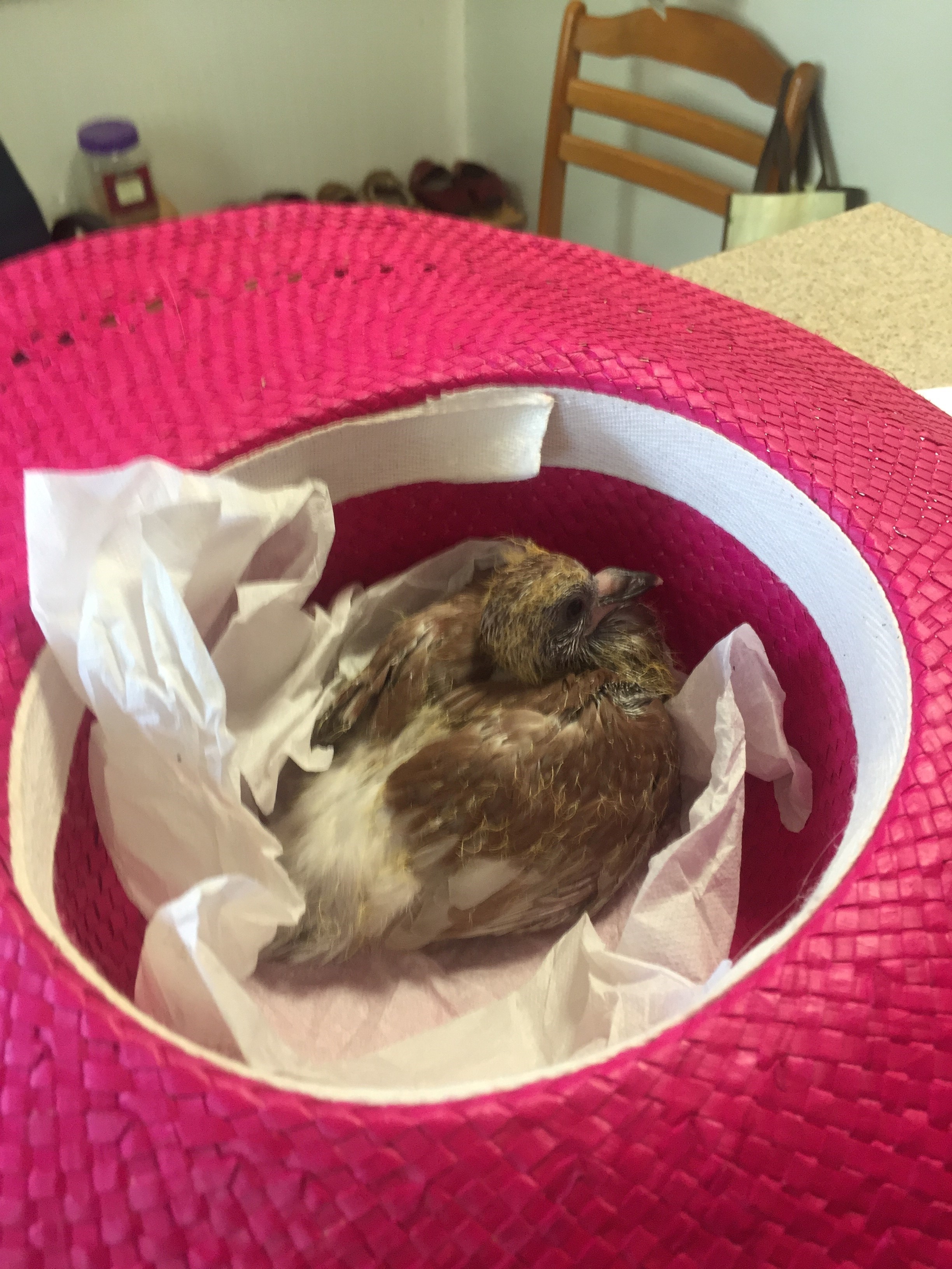 Pigeon 2