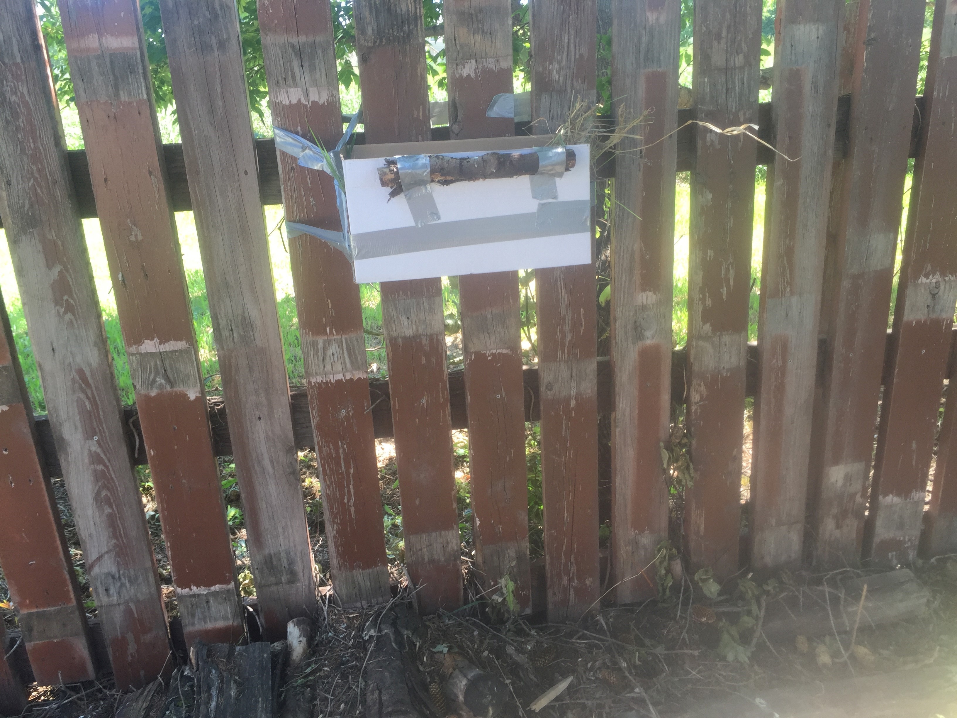 Raptor nest box