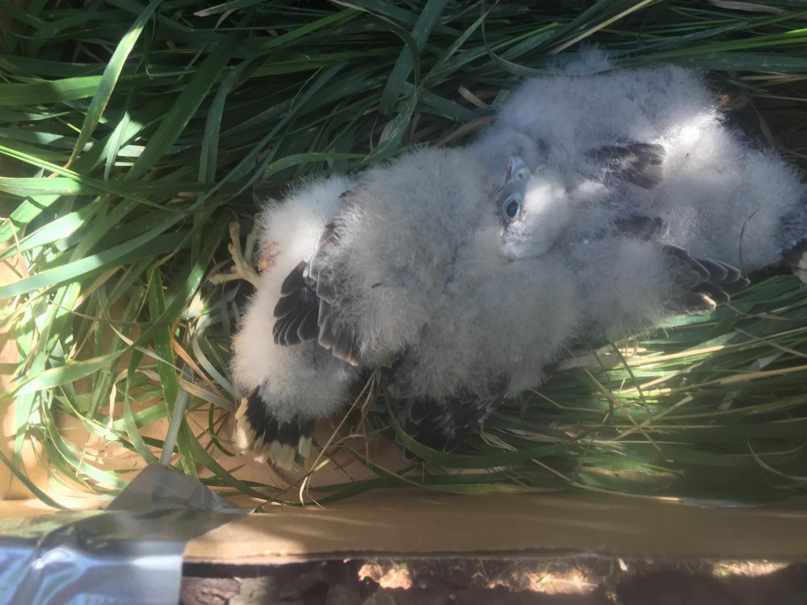 Baby Merlins