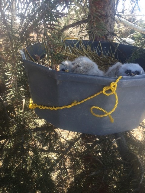 Baby Great Horned Owls
