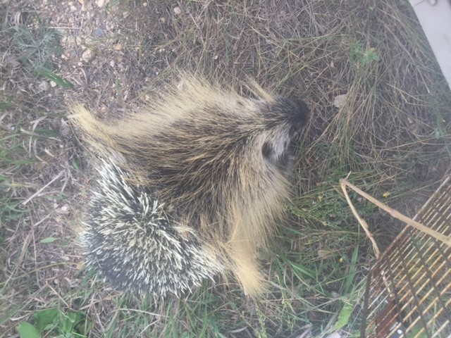 Porcupines