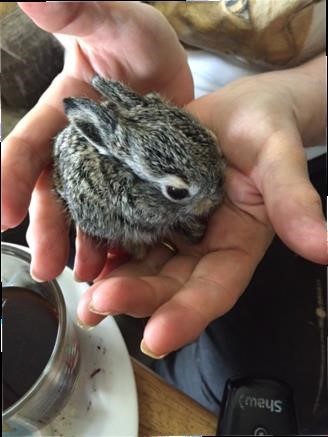 Baby Hare