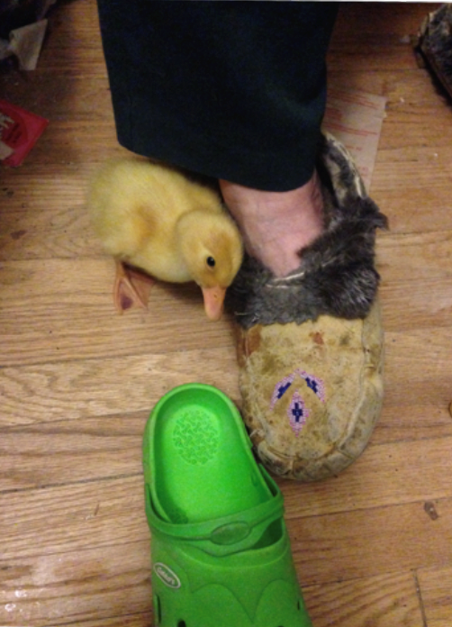 Duckling